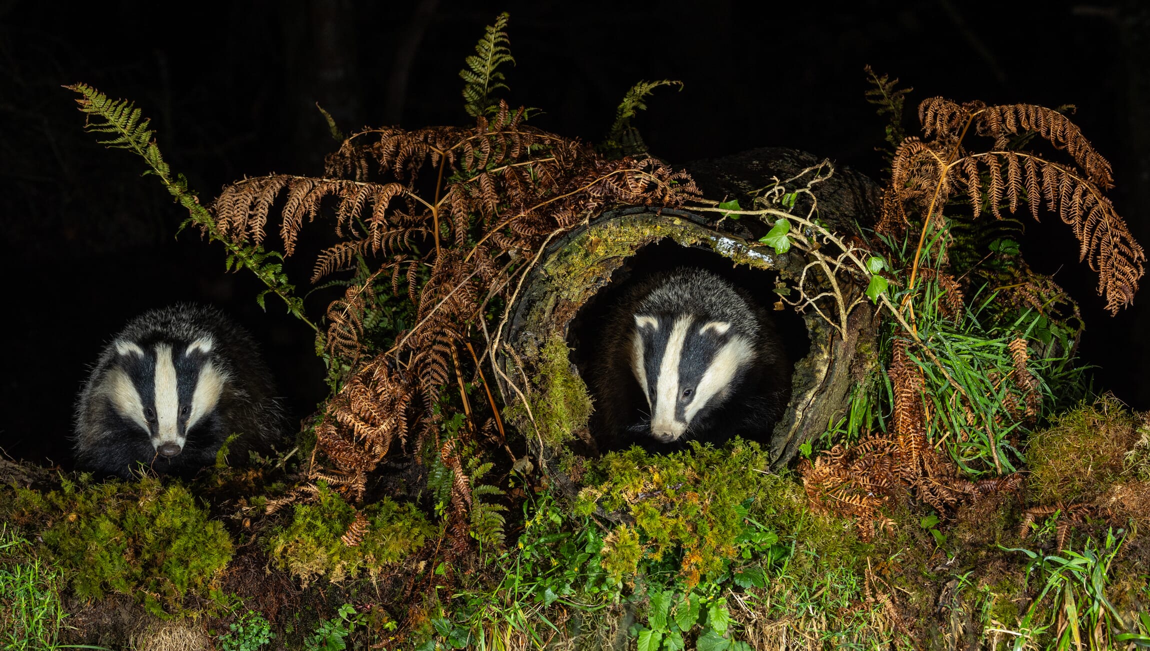 Badgers in sett