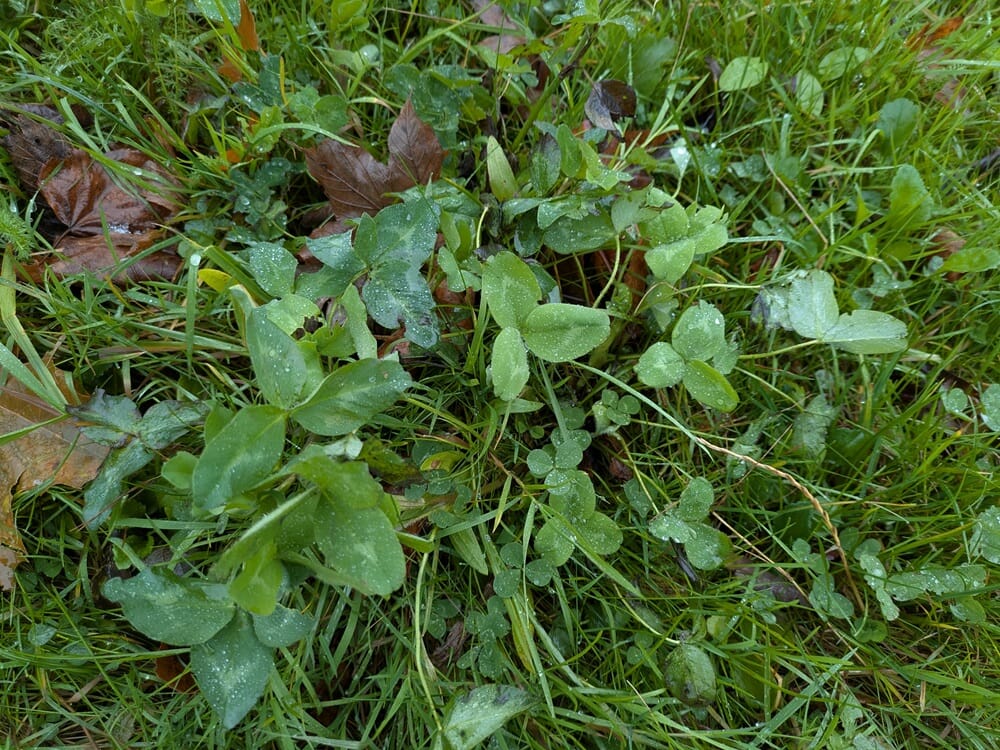 buxton mcdonalds (21)