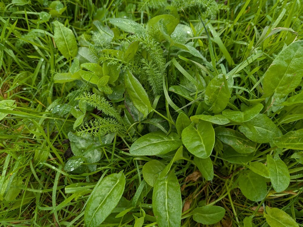 buxton mcdonalds (23)