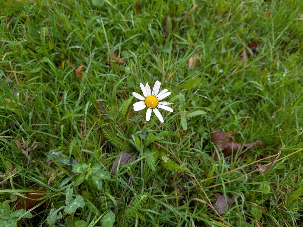 buxton mcdonalds (4)