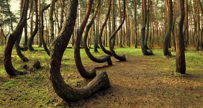 crooked-forest-of-poland